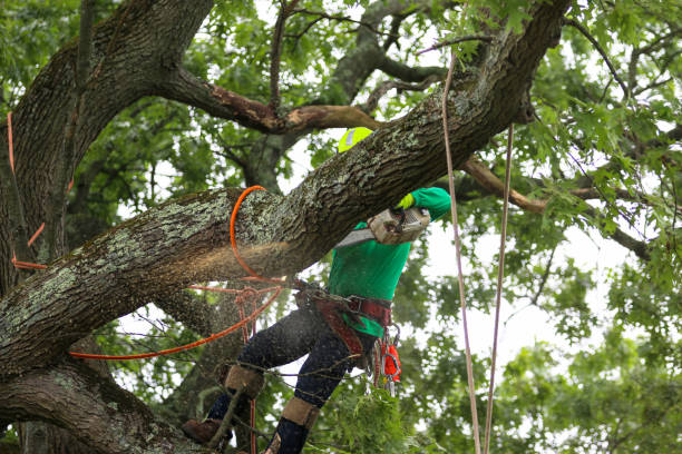Cowan, TN Tree Care Company