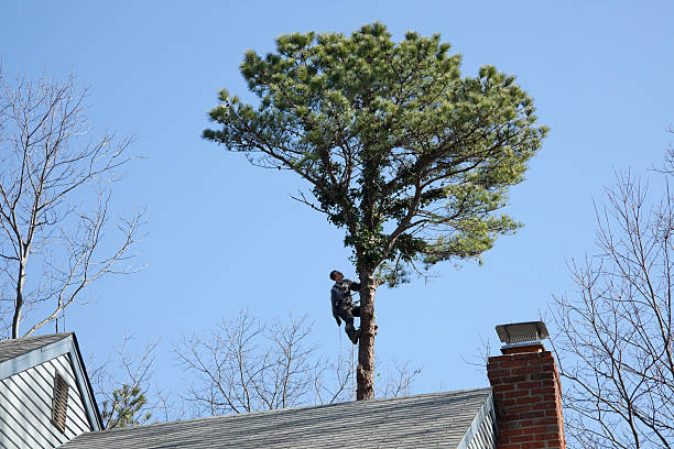 Mulching Services in Cowan, TN