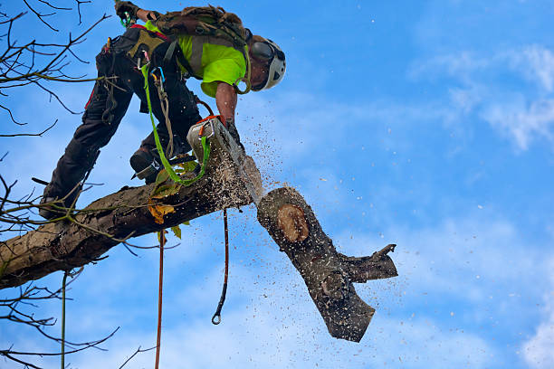 Best Seasonal Cleanup (Spring/Fall)  in Cowan, TN