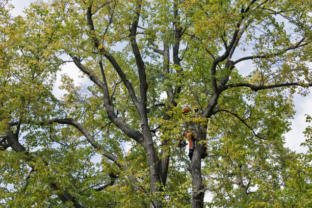 How Our Tree Care Process Works  in  Cowan, TN